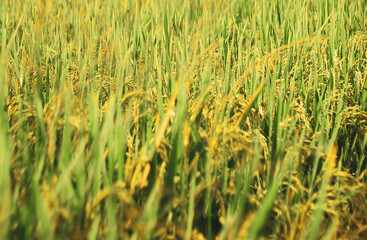 mu cang chai in viet nam. Scenic view of agricultural field against sky during sunset. The beauty of the morning in the rice fields on a sunny morning. Scenic view of agricultural field against sky