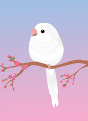 
A very cute albino quaker parrot or monk parakeet in the shape of an egg. Soft pink gradient background. The bird is perched on a branch with pink blossoms.