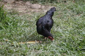 Black chickens on home grass