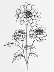 Black and white style line style chrysanthemums flowers