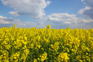 Beautifully yellow oilseed rape flowers in the field, countryside landscape rural scene, close-up springtime sunny day