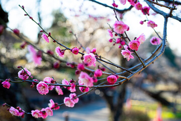 大倉山公園梅林　紅梅