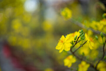 Ochna thomasiana,Single Ochna integerrima blossom,Yellow Ochna,Ochna integerrima was domesticated by Vietnamese immigrants from wild plants when they colonized the South of the country