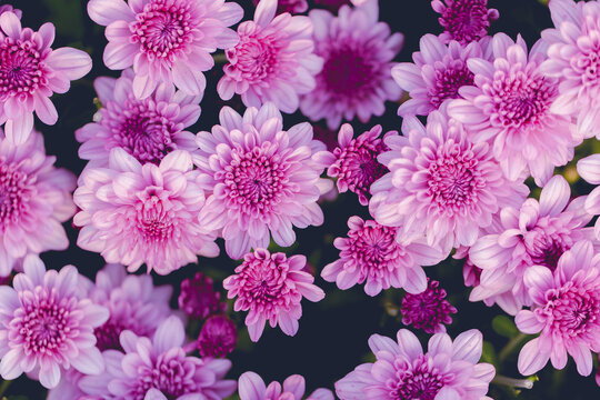 Abstract pink zinnia flower on white background. chrysanthemum flowers in the garden. picture for art work design, add text message, valentine greeting card.
