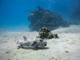 Underwater scene with star puffer, pufferfish, Arothron stellatus, exotic fishes and coral reef of...