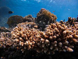 Naklejka na ściany i meble Underwater scene with Chromis flavaxilla, Arabian Chromis hiding in stony coral, exotic fishes and coral reef of the Red Sea
