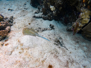 Underwater scene with one Blue-spotted Ribbontail Stingray and two Crocodile flatheads, exotic...
