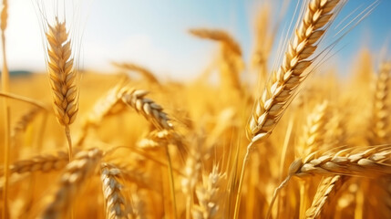 Close up of ripe golden wheat ears, field of wheat in a summer day, sun flare. Harvesting period. Generative AI