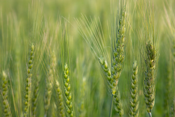 Close-up green Wheat  Spike grain in the field
