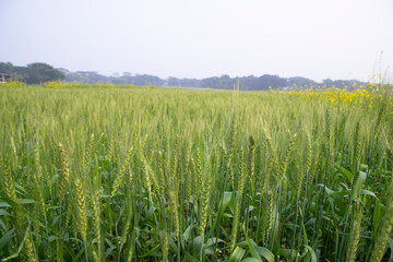 Close-up green Wheat  Spike grain in the field
