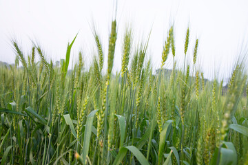 Close-up green Wheat  Spike grain in the field