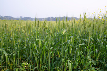 Close-up green Wheat  Spike grain in the field