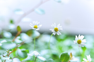 小さな白い花_2
