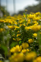 asian woman pulling hand and give encouragement to female teenage,kindness,friendship concept,Pretty white petals of cosmos flowers blossom on green leaves and small bud in a field,