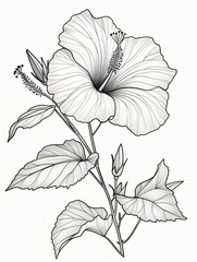 Black and white style line drawing hibiscus flowers