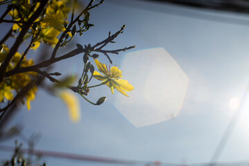  Ochna integerrima have five petals and often bloom to coincide with the Lunar New Year.Ochna...