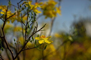 Blossom yellow flowers of peach with drops of vietnam.Ochna integerrima (Hoa Mai) tree with lucky money. Traditional culture on Tet Holiday in Vietnam. Tet in photo mean Happy New Year and Peace. 