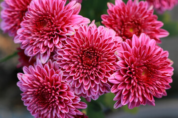 Abstract pink zinnia flower on white background. chrysanthemum flowers in the garden. picture for art work design, add text message, valentine greeting card.