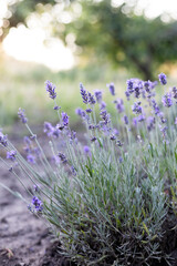 Provence - lavender field - 729232929