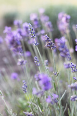Provence - lavender field - 729232952