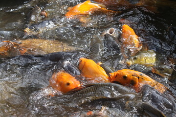 koi fish in pond