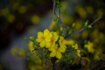 Blossom yellow flowers of peach with drops of vietnam.Ochna integerrima (Hoa Mai) tree with lucky money. Traditional culture on Tet Holiday in Vietnam. Tet in photo mean Happy New Year and Peace. 