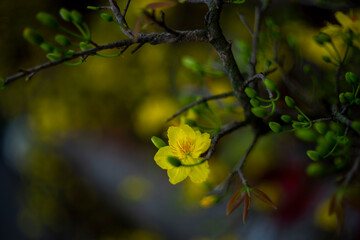 Blossom yellow flowers of peach with drops of vietnam.Ochna integerrima (Hoa Mai) tree with lucky money. Traditional culture on Tet Holiday in Vietnam. Tet in photo mean Happy New Year and Peace. 