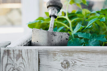 Urban garden cultivation.