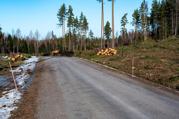 Woodland with tiber stacket near forest road