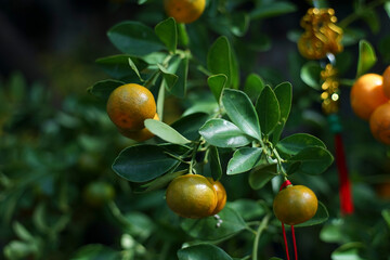 calamondin trees are often grown as ornamental or bonsai trees, produce calamondin and are...