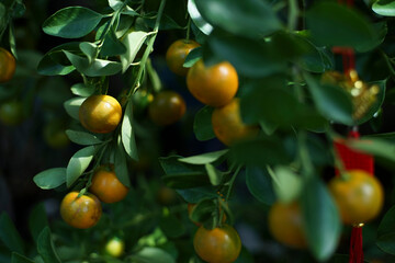 calamondin trees are often grown as ornamental or bonsai trees, produce calamondin and are displayed during Tet because of the belief that calamondin is a symbol of luck.
