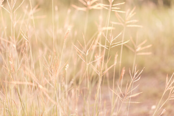 vintage soft tone, Abstract nature background with grass in the meadow and sunset. picture can used wallpaper desktop or copy space for add text message. Nature concept.