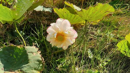 a blooming lotus flower