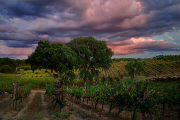 Fototapeta na wymiar The beauty of the vineyard under a cloudy sky, Sardoal, Abrantes, Portugal