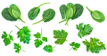 Fresh spinach leaves and Parsley herb isolated on white background. Espinach Set. Pattrn. Flat lay. Creative layout of Salad leaves.