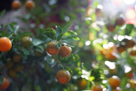 calamondin trees are often grown as ornamental or bonsai trees, produce calamondin and are displayed during Tet because of the belief that calamondin is a symbol of luck.
