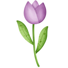 Purple tulip