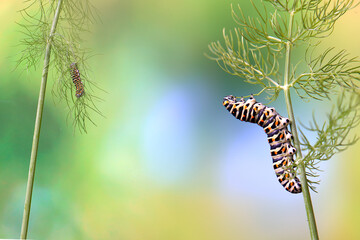 Two stages of Papilio machaon life cycle, with a caterpillar and a chrysalis on fennel plants against a soft-focus multicolored background