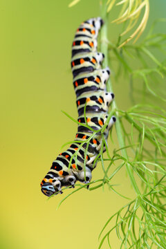 A single Papilio machaon caterpillar gracefully traverses the delicate fronds of a plant, set against a smooth lime green backdrop