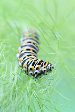 Close-up of a Papilio machaon caterpillar among lush greenery, with a soft green blurred background enhancing its striking colors