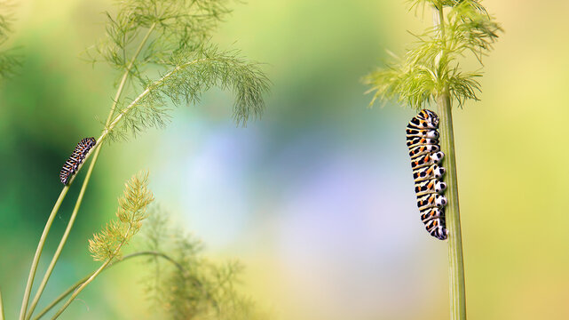 A striking Papilio machaon caterpillar on a fennel stalk to the right, with another in chrysalis form on a grassy stem to the left, against a blurred green background