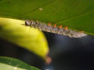 caterpillar, insect, nature, macro, butterfly, larva, animal, hairy, moth, leaf, green, bug, isolated, plant, wildlife, white, pest, black, close-up, closeup, worm, summer, grass, creature, insects