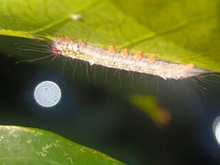 caterpillar, insect, nature, macro, butterfly, larva, animal, hairy, moth, leaf, green, bug, isolated, plant, wildlife, white, pest, black, close-up, closeup, worm, summer, grass, creature, insects