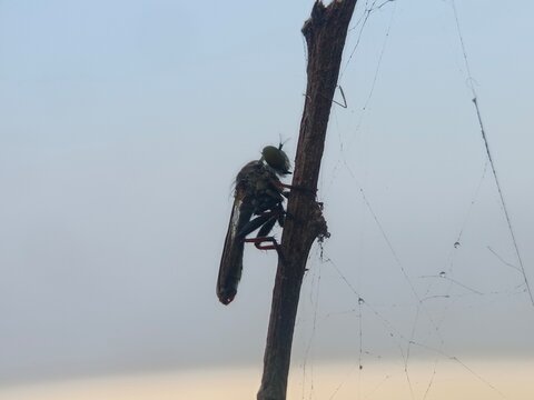 helicopter, sky, sport, silhouette, air, fly, extreme, flying, flight, water, kite, climbing, aircraft, people, blue, chopper, mountain, rock, sunset, nature, free, jump, climber, rope