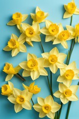 Fototapeta premium Bright Yellow Daffodils Against Blue