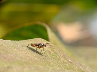 spider on a leaf