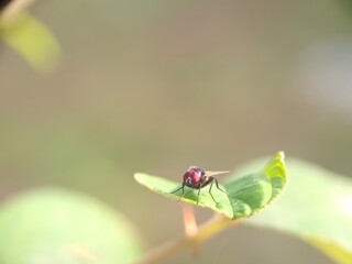 insect, bug, macro, nature, fly, beetle, leaf, animal, plant, close-up, closeup, summer, wildlife, colorado, wasp, garden, small, grass, insects, potato, entomology, pest, red, wings, wing