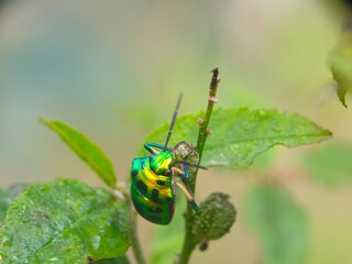 insect, beetle, bug, nature, macro, fly, animal, leaf, closeup, black, wildlife, pest, red, summer, plant, flower, close-up, wasp, fauna, antenna, detail, wing, entomology, yellow, insects