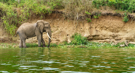 Fototapeta premium Elephant in Kazinga Channel. Uganda 