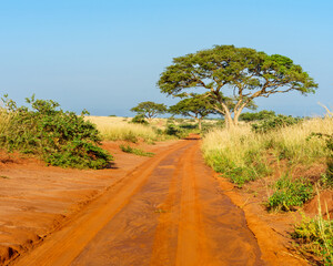 Dirt Road in the Savanna
